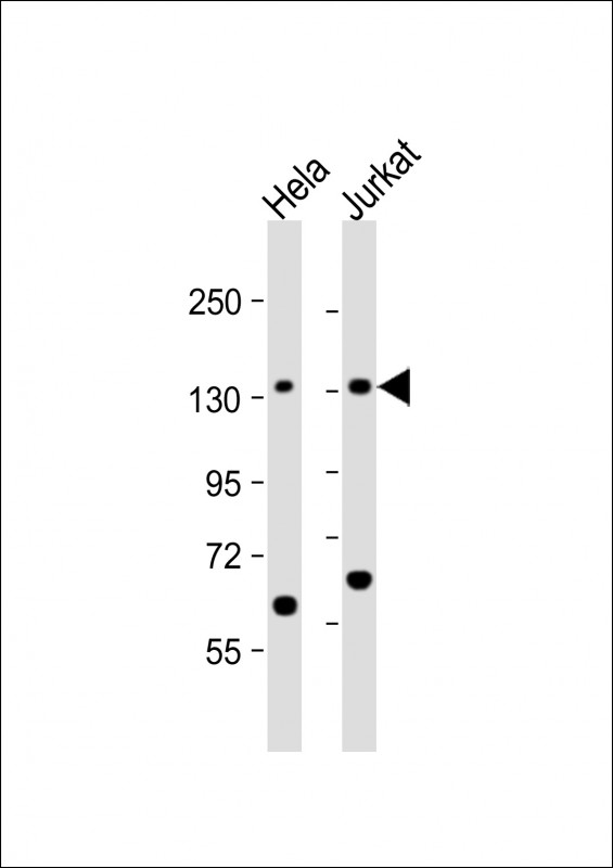 WB - SF3B3 Antibody (C-term) AP12703b